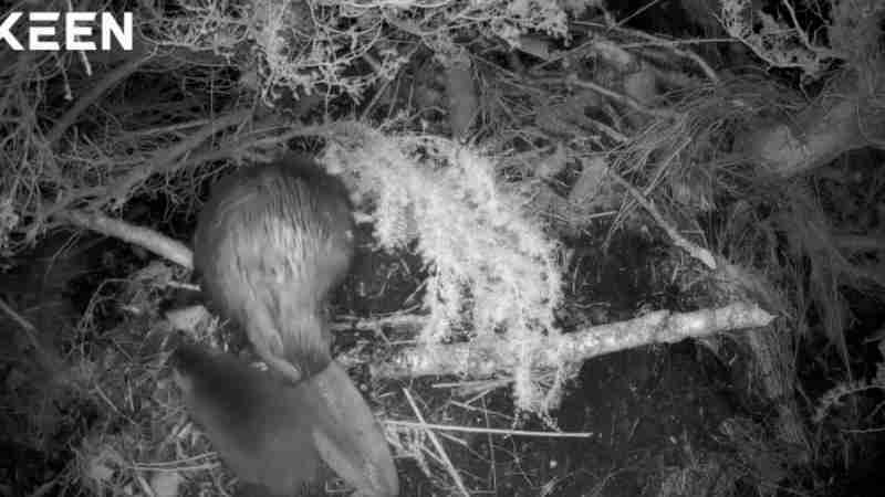 Beaver kit National Park, tags: im cairngorms 400 - cairngorms.co.uk